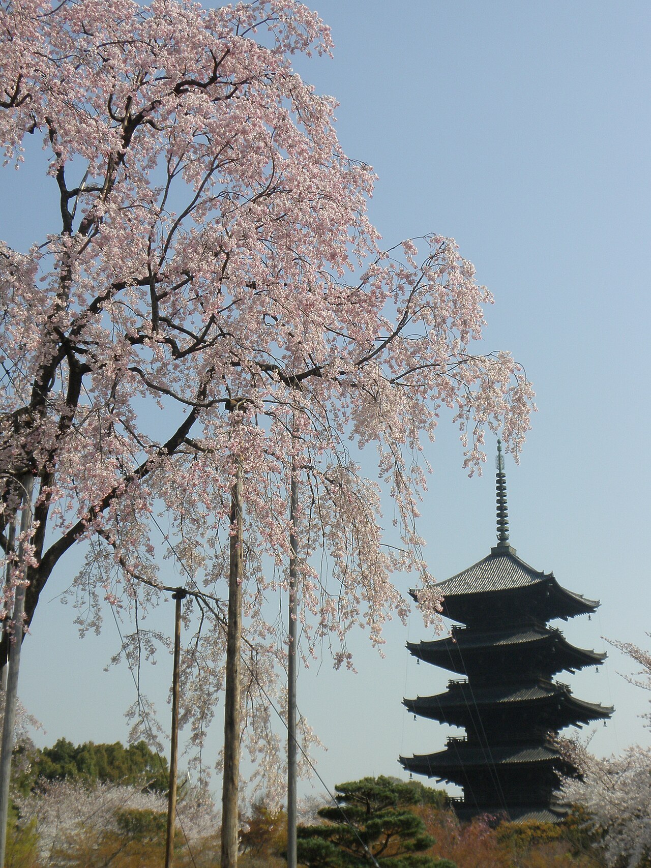 桜と東寺の五重塔